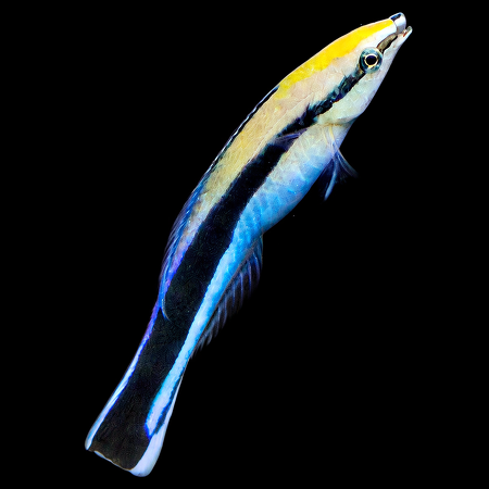 Labroides dimidiatus - Poetsfish