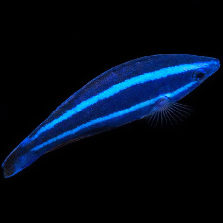 Larabicus quadrilineatus