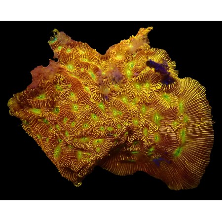 Leptoseris (Jason Fox Jack-O-Lantern) WYSIWYG (1752847181433)