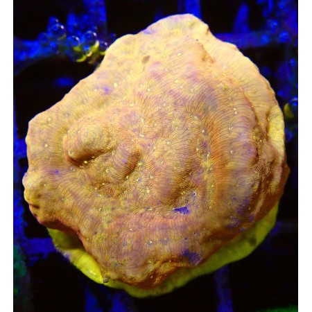 Leptoseris (Jason Fox Sun God) WYSIWYG (1755875732258)