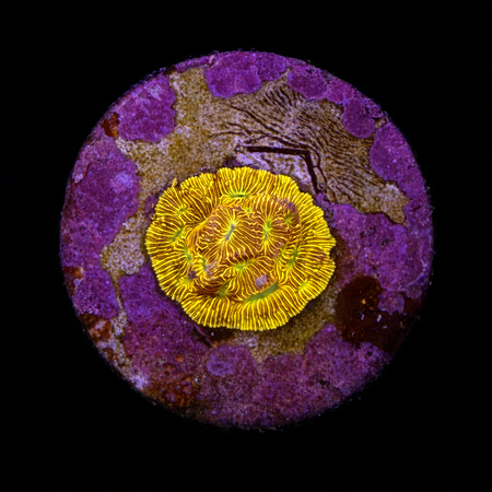 Leptoseris JF Jack-o-Lantern Frag (Aprox. 2-3 cm) WYSIWYG (1784405713670)