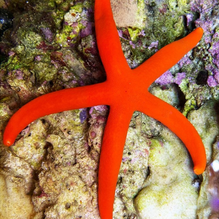 Linckia Orange (Orange / Red starfish)