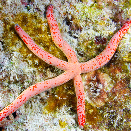Linckia Multiflora (Starfish)