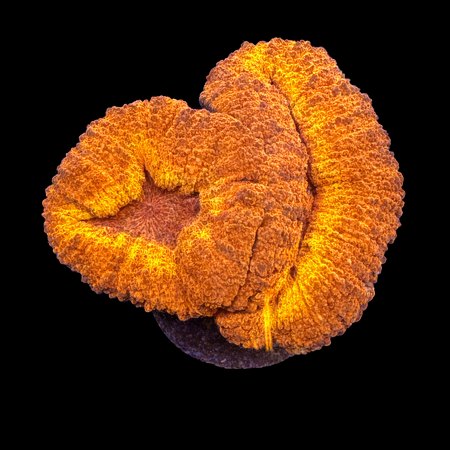 Lobophyllia Iron man S (Approx. 4-5 cm) WYSIWYG (1783883635012)