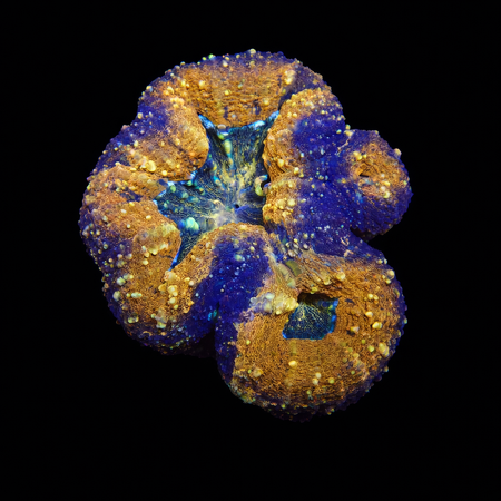 Lobophyllia M (Approx. 6-7 cm) WYSIWYG (1778574641804)
