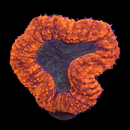 Lobophyllia M (Ong. 6-7 cm) WYSIWYG (1793116815785)