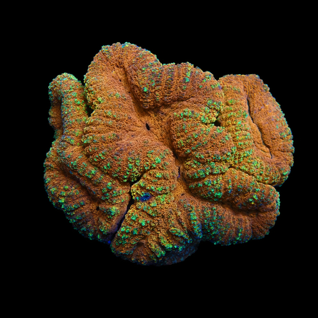 Lobophyllia Red/yellow rims XL (Approx. 10-12 cm) WYSIWYG (1778573347934)