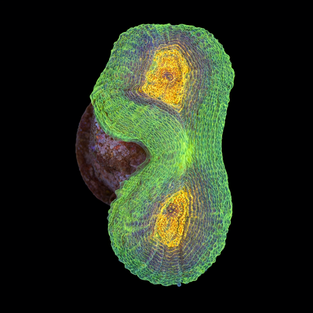 Lobophyllia S (Approx. 4-5 cm) WYSIWYG (1783885335433)