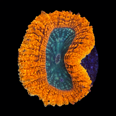 Lobophyllia Ultra S (Approx. 4-5 cm) WYSIWYG (1783883935848)