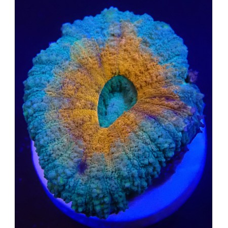 Lobophyllia Ultra WYSIWYG (1752849165339)