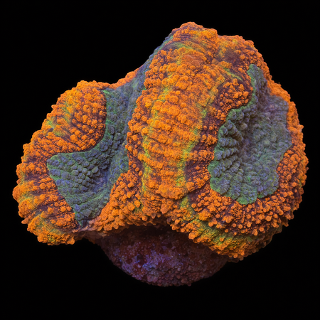 Lobophyllia Ultra WYSIWYG (1771096528175)