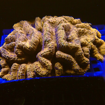 Lobophyllia Ultra XXLL WYSIWYG (1757085337643)