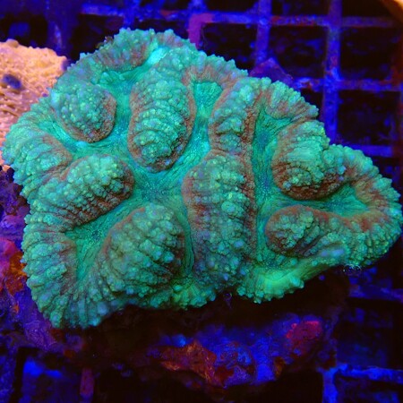 Lobophyllia WYSIWYG (1756488644641)