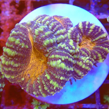 Lobophyllia WYSIWYG (1759516561662)