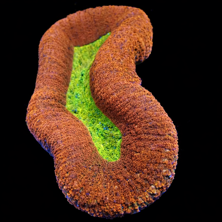 Lobophyllia WYSIWYG (1769203956167)