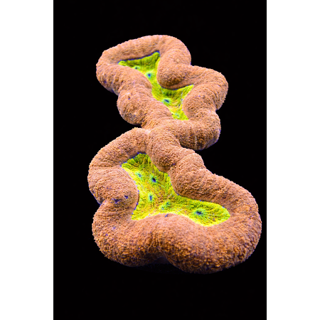 Lobophyllia WYSIWYG (1769203977583)