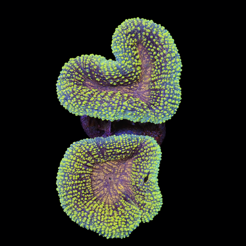 Lobophyllia XL (Approx. 10-12 cm) WYSIWYG (1790874396920)