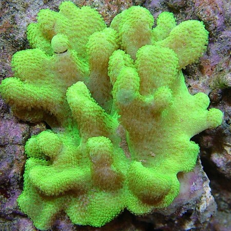 Lobophytum Fluo Green (Tonga/Fiji)