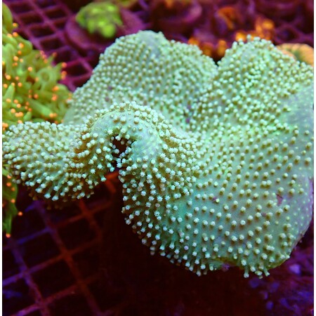 Lobophytum Green Fiji WYSIWYG (1757698901302)