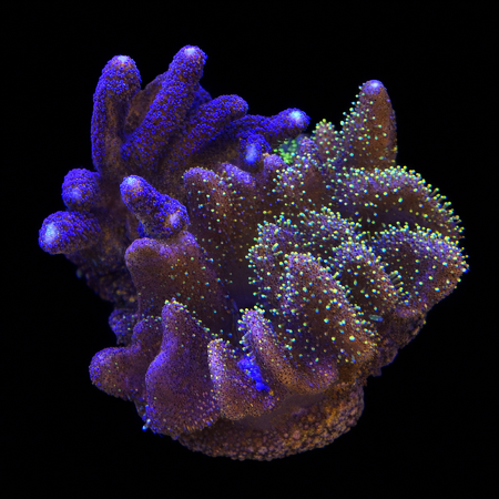 Lobophytum Ultra Green polyp XXL (Ong. 15+ cm) WYSIWYG (1784809679020)
