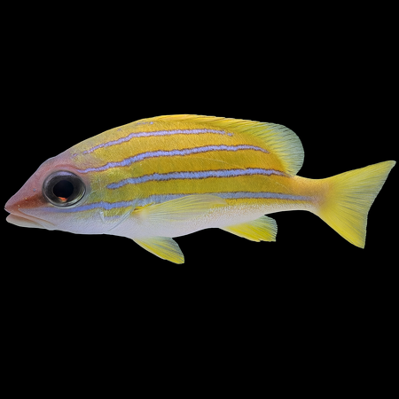 Lutjanus kasmira (Bluestripe Snapper)