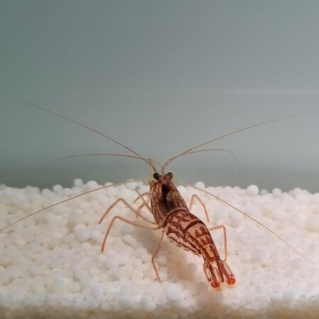 Lysmata vittata – Striped cleaner shrimp