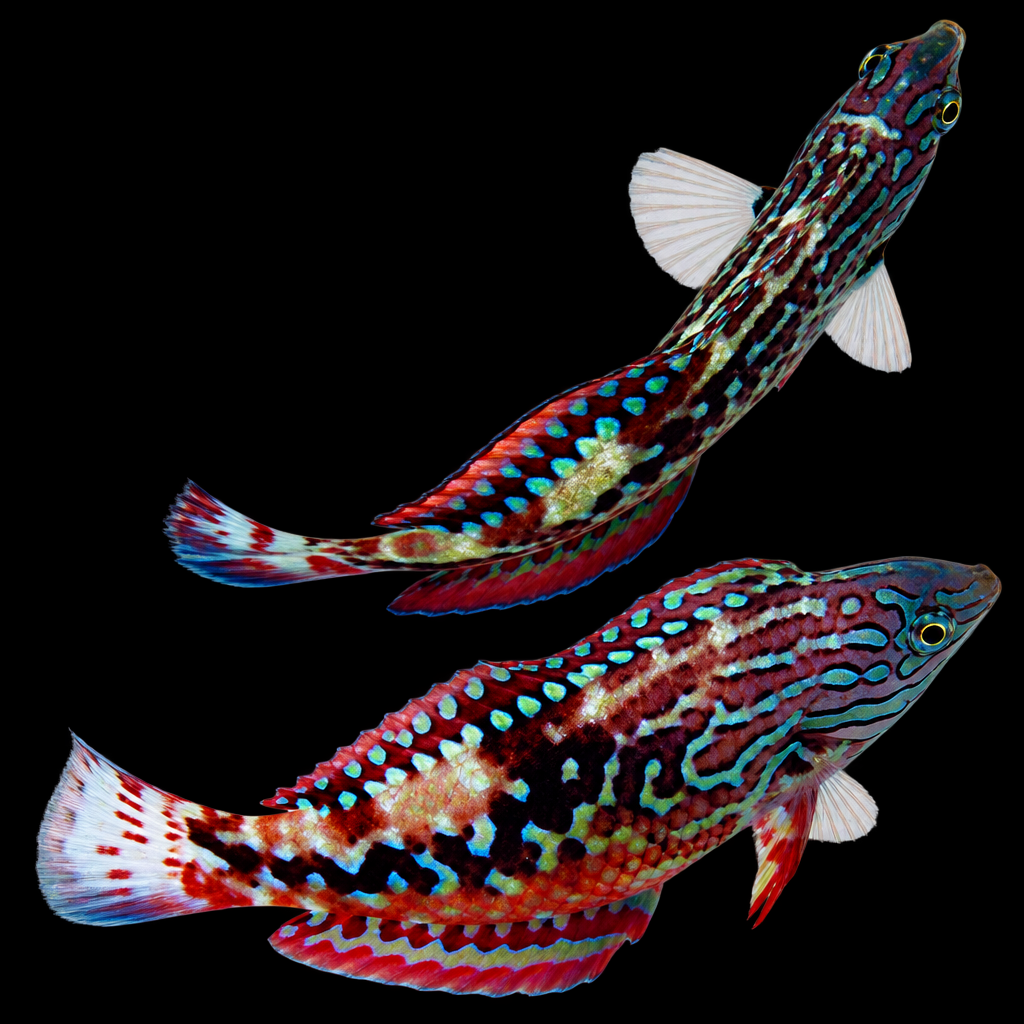 Macropharyngodon bipartitus (Peacock Leopard Wrasse) (man)