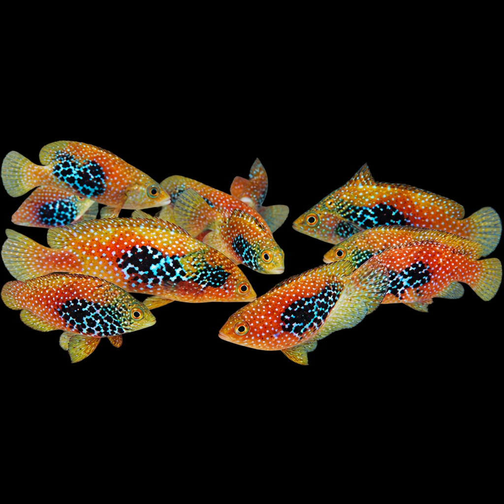Macropharyngodon bipartitus (Peacock Leopard Wrasse) (vrouw)