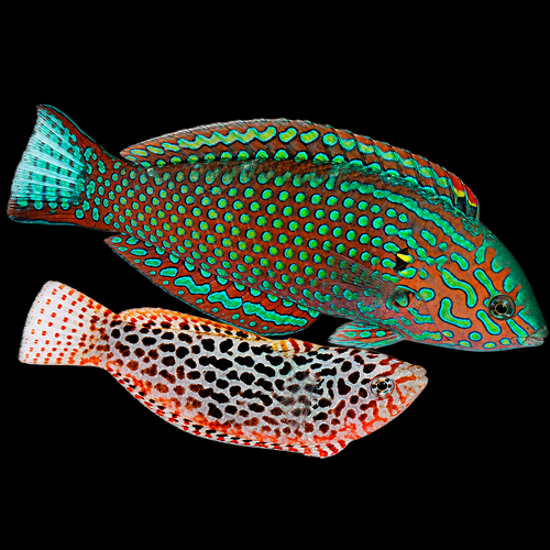 Macropharyngodon meleagris (male) (Blackspotted wrasse)