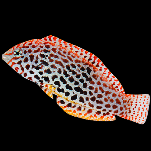 Macropharyngodon meleagris (female) (Blackspotted wrasse)