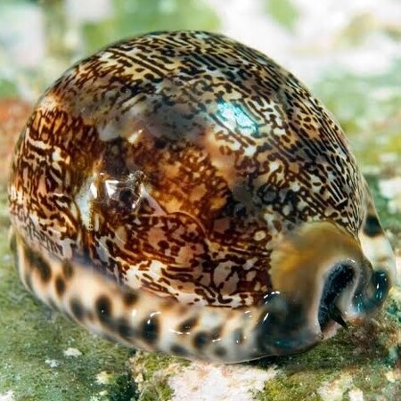 Mauritia arabica voro (Porcelinslak)