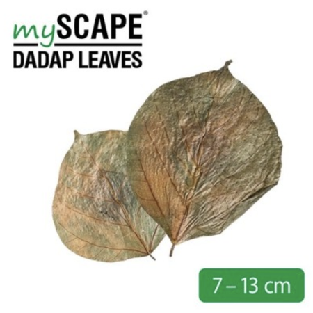 Microbe-Lift Dadap Leaves 7-13 cm (10 pcs)