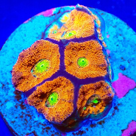 Micromussa amakusensis (Yellow Eye) WYSIWYG (1768589526599)