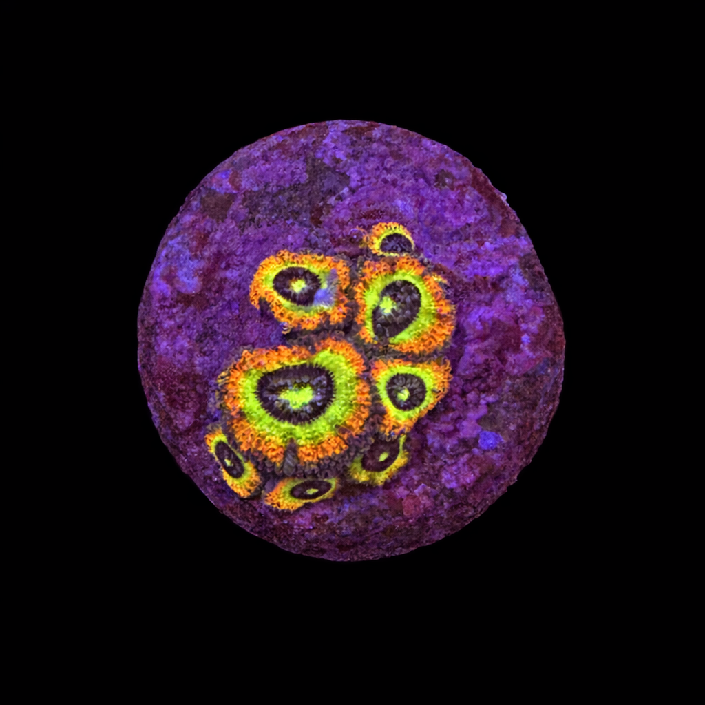 Micromussa Holy grail Frag (Ong. 2-3 cm) WYSIWYG (1790192608969)