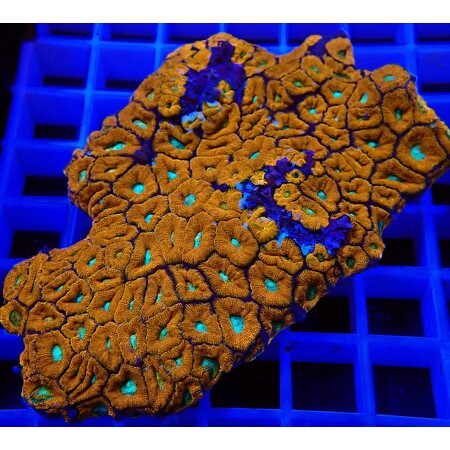 Micromussa WYSIWYG (1757085916082)