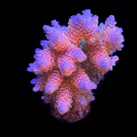 Millepora Pink M (Ong. 6-7 cm) WYSIWYG (1773333263515)