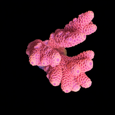 Millepora Pink M (Ong. 6-7 cm) WYSIWYG (1773438601436)