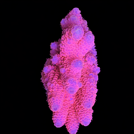 Millepora Pink M (Ong. 6-7 cm) WYSIWYG (1773438619145)