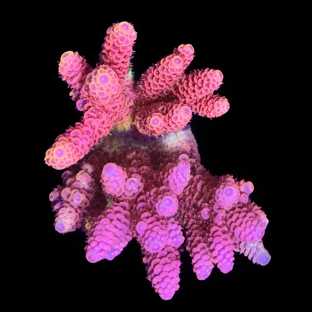 Millepora Pink Two-color M (Approx. 6-7 cm) WYSIWYG (1773438583740)