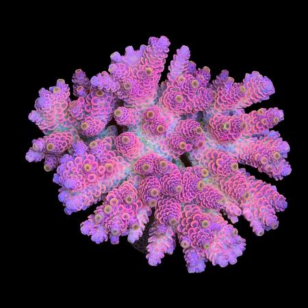 Millepora Rainbow L (Ang. 8-9 cm) WYSIWYG (1773439317518)