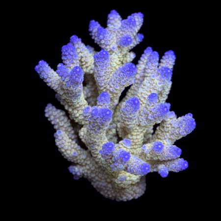 Millepora Rainbow L (Ang. 8-9 cm) WYSIWYG (1773439386365)