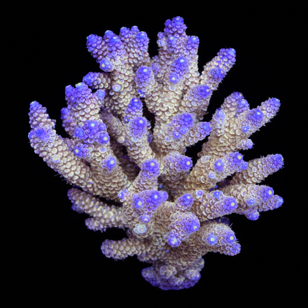 Millepora Rainbow L (Approx. 8-9 cm) WYSIWYG (1773439444232)