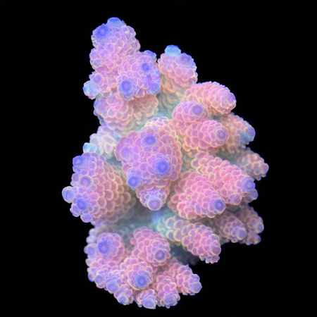 Millepora Pink Ultra WYSIWYG (1770929366863)