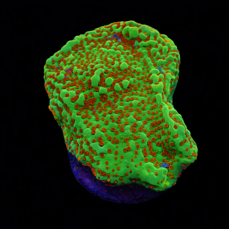 Montipora Chili Pepper S (Ong. 4-5 cm) WYSIWYG (1776006300129)