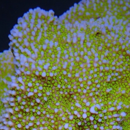 Montipora Encrusting Green polyp