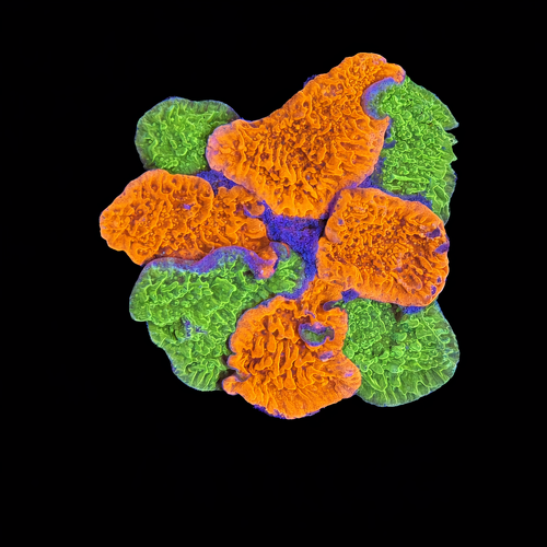 Montipora Garden M (Ong. 6-7 cm) WYSIWYG (1793212741214)
