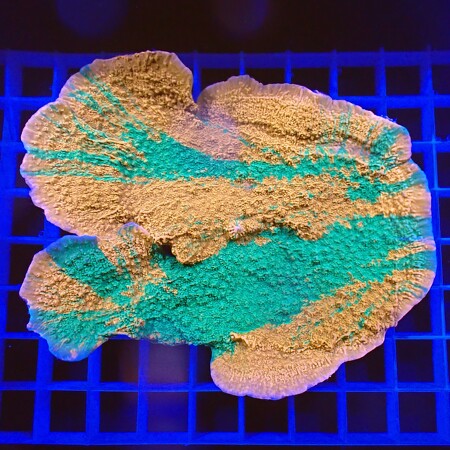 Montipora Grafted WYSIWYG (1759516069493)