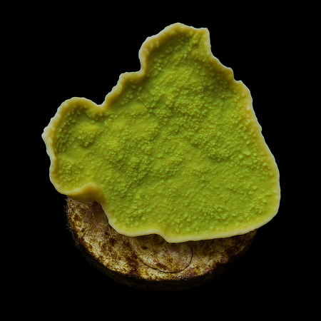 Montipora (Laminar) DJM cultivated Frag (Green)