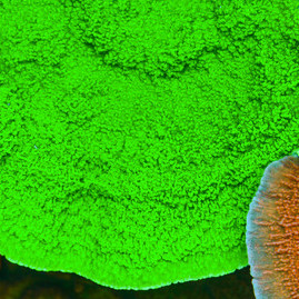 Montipora Mean Green Frag (Ong. 2-3 cm)