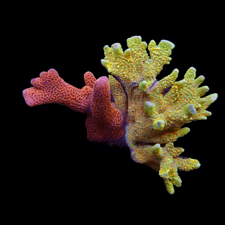 Montipora mix L (Approx. 8-9 cm) WYSIWYG (1778574432025)